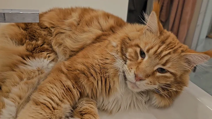Watch the video about Bathroom Sink Sleeping Kitty | Mainecoon Backpacker
