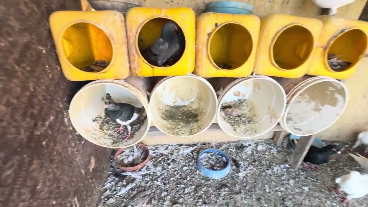 انتاج الحمام في شهر رمضان المبارك 😍✨