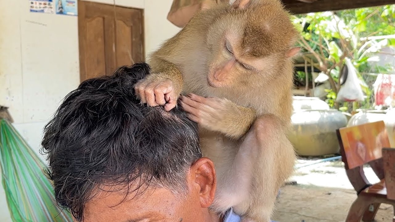 ASMR Grooming!! Lip Smacking Head Tapping| Zueii Focus Grooming Grandpa So Much