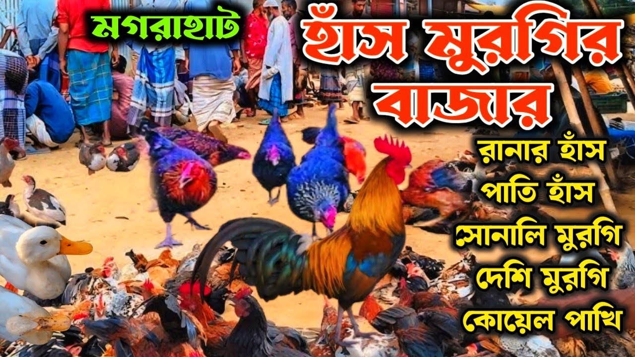 মগরাহাট হাঁসমুরগির হাট|সস্তায় বিক্রি হচ্ছে বিভিন্ন প্রজাতির হাঁস ও মুরগি|Magrahat hen & duck market