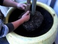 Como Plantar Un Arbol VIDEO # 4