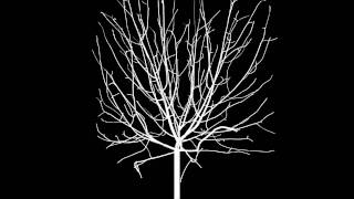 Information Renderman - Space Colonization Tree Renders News