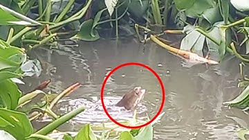 câu cá thiên nhiên cá tra cá chim cá mè vinh cá lóc giật sướng tay