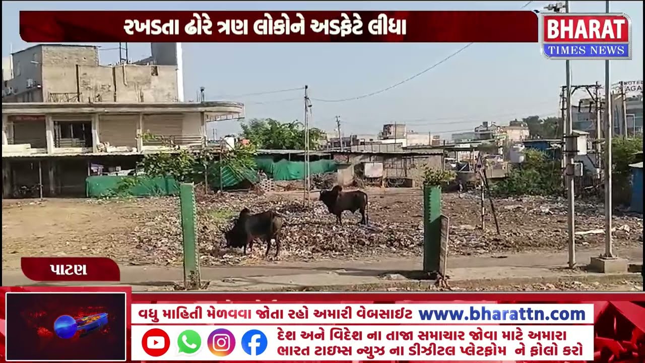 પાટણમાં રાધનપુર હાઇવે પર રખડતા ઢોરનો આતંક | Stray Cattle Menace on Radhanpur Highway in Patan