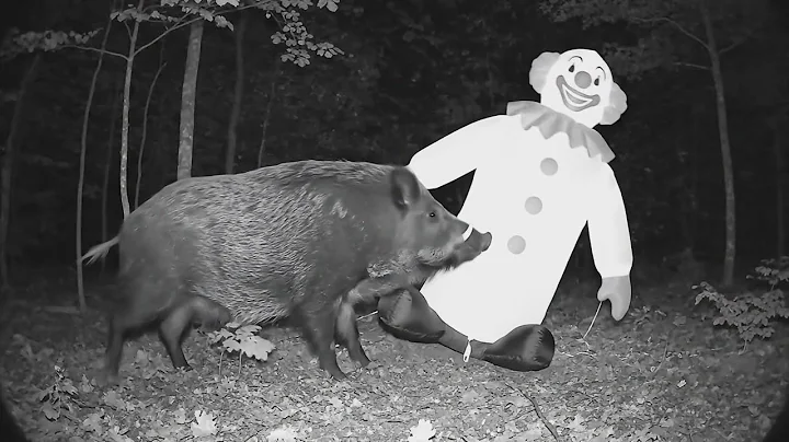 Yukon Trail Camera: Reactions to Objects Wild Boar in Its Den and Grizzly Territory