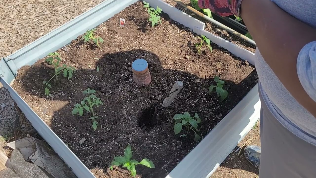 Spring 2026 Planting and garden blog (Zone 9B) Texas