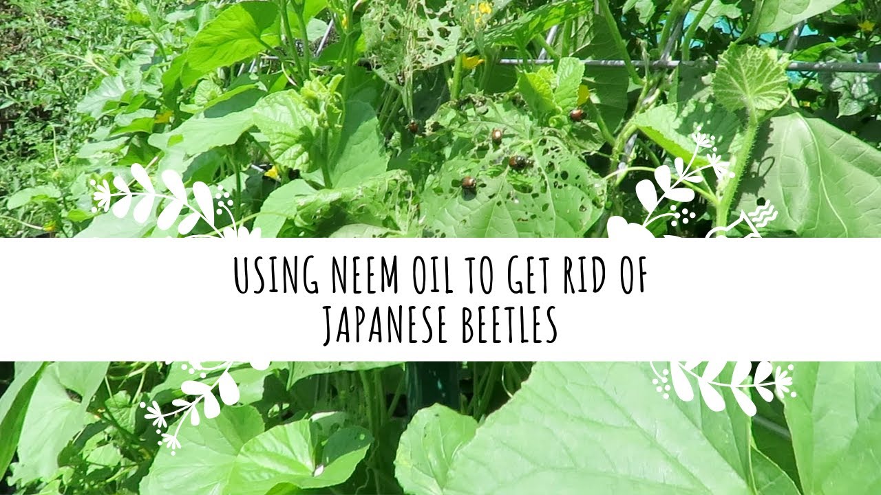 Using Neem Oil to Get Rid of Japanese Beetles YouTube