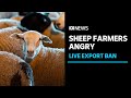 Albanese governments ban on live sheep exports stokes anger among wa farmers  abc news