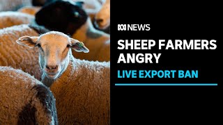 Albanese government's ban on live sheep exports stokes anger among WA farmers | ABC News