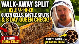 Walk-Away Split (Phase 2): Queen Cells, Castle Splits & Queen Check