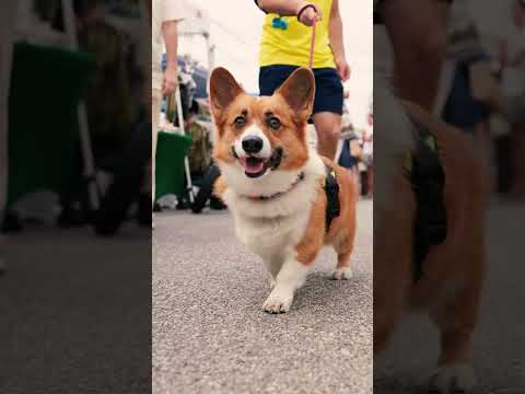 Mezzo Market Reel 02