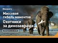 Массовая гибель мамонтов | Охотники за динозаврами | Discovery