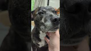 The Staffy Boy Who Started It All Wilson