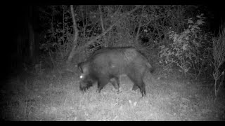 BEST OF - ANIMAUX SAUVAGE AU PIEGE PHOTO (avec 10 espèces différentes ! ) - FULL HD