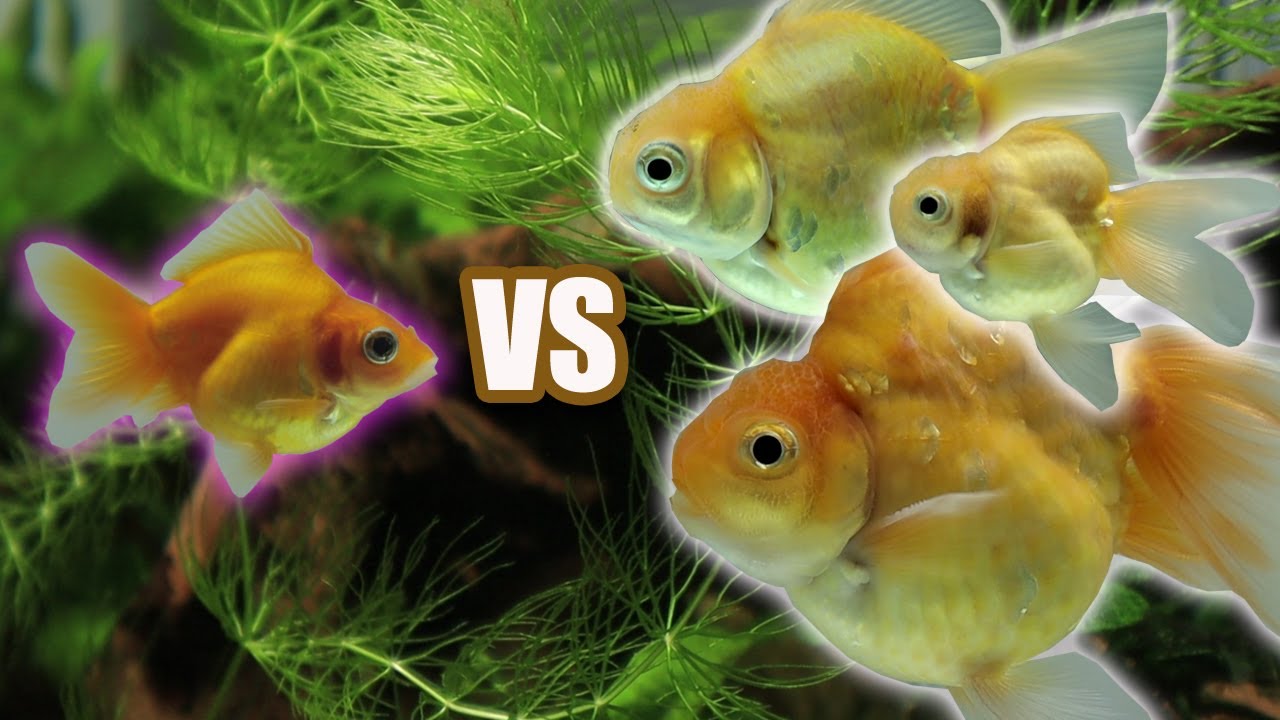 When ( LUCKY )a baby goldfish meets its elder sibling after 3 months