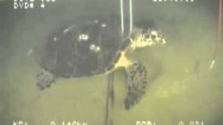 turtle.avi