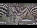 ペンギン,ダチョウ,シマウマ @北海道釧路市動物園 Zebra Penguin Ostrich in Kushiro Zoo Hokkaido