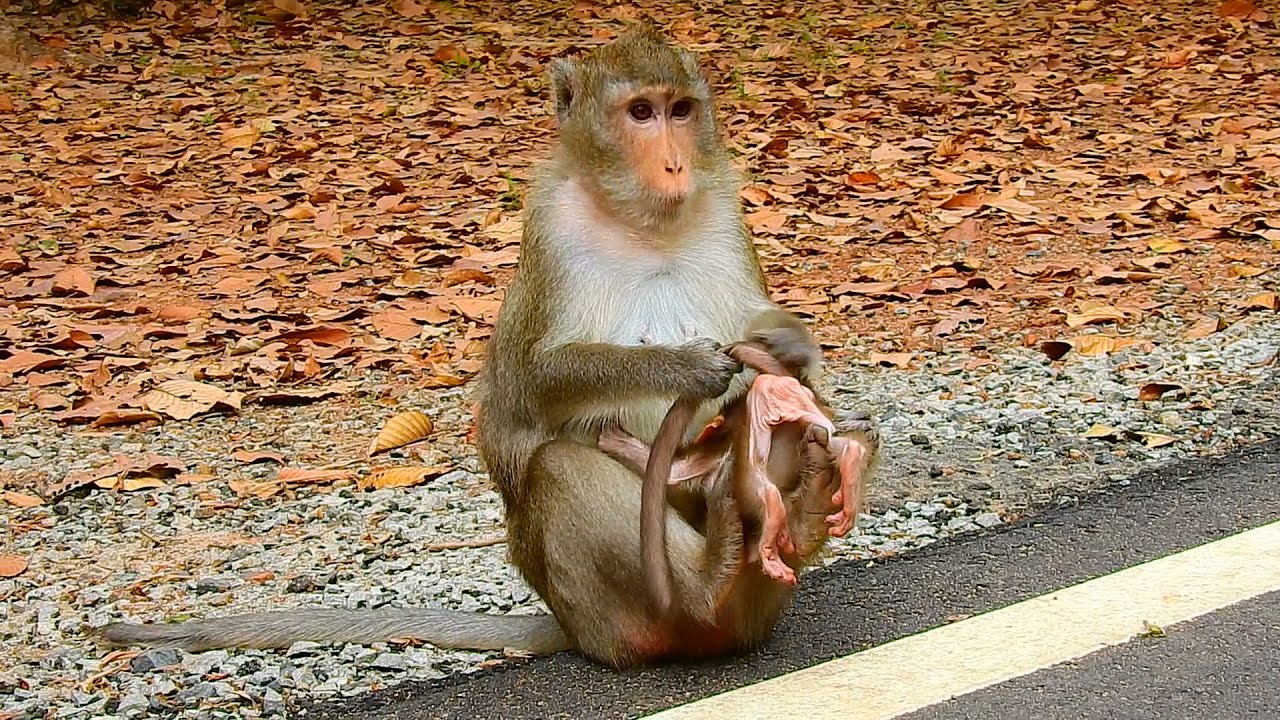 Baby monkey Ariana want to get milk