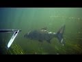 Подводная охота Лето-осень2011_ч.1. Spearfishing. Записки охотника