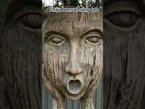 Chậu cây cảnh bonsai sáng tạo độc đáo #bonsai #caycanh #shorts