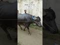 Qurbanir Guru Guru а а а Ѓ Qurbaniguru Qurbani Qurbanistatus Qurbani2025 Guro Hamba Amba Qurbanir Guru Guru а а а Ѓ Qurbaniguru Qurbani Qurbanistatus Qurbani2025 Guro Hamba Amba