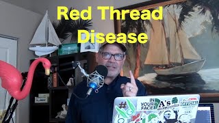 How to Treat Red Thread Fungus in the Lawn | Dollar Spot Disease | Lawn Disease