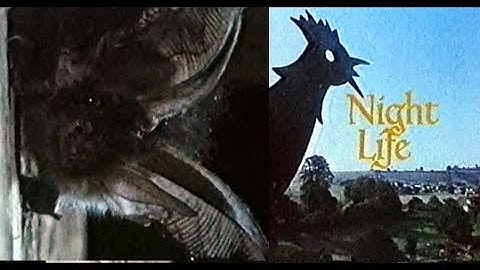 Night Life - David Attenborough - 1980s documentary