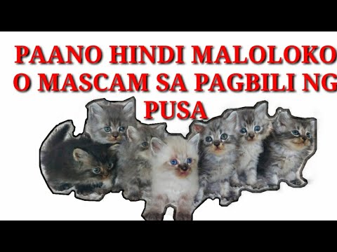 Video: Paano Pumili Ng Isang Kuting Na Sphynx