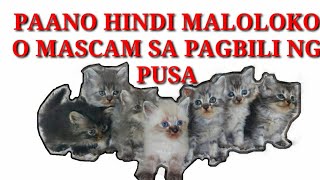 Paano makakaiwas mascam sa pagbili ng pusa #cat