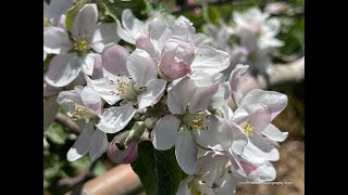 Apple Blossom time in Hampton Falls at Applecrest Orchards.