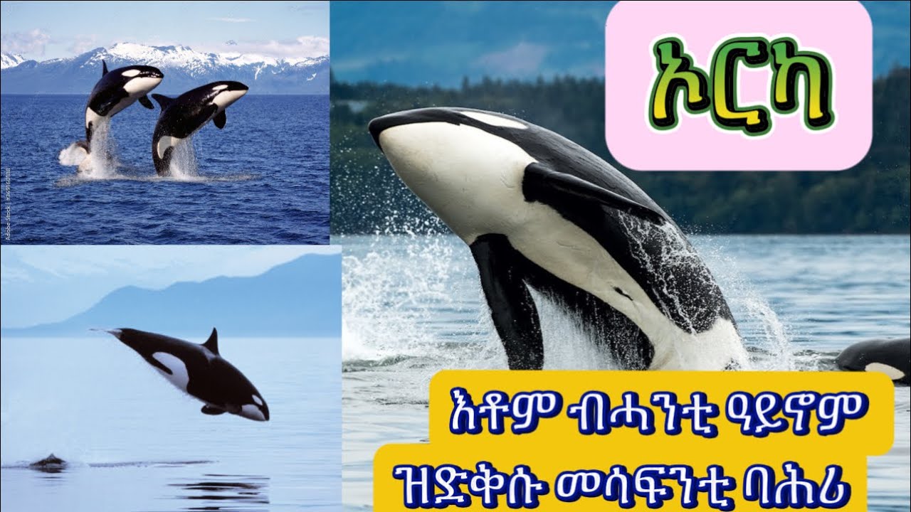 ኦርካ, እቶም ብሓንቲ ዓይኖም ዝድቅሱ መሳፍንቲ ባሕሪ!/ Orcas, The undisputed Emperor’s of The oceans!!