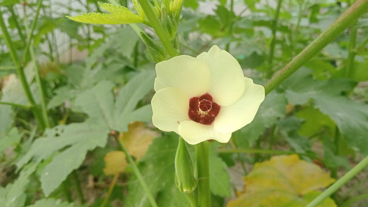 Abelmoschus esculentus উদ্ভিদ থেকে প্রাপ্ত একটি ঢেঁড়স ফুল