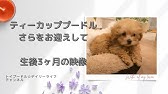子犬 鳴き声 トイプードル 子犬 鳴き声 トイプードル