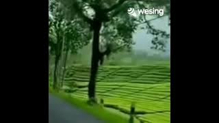 Rindu Yang Terlarang  Broery Marantika  Vokal Nanik S.Video ini dari WeSing