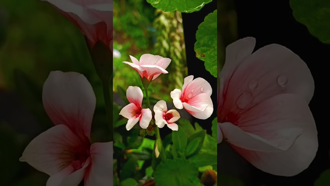 Crane's-bill germanium |Crane's-bill plant|