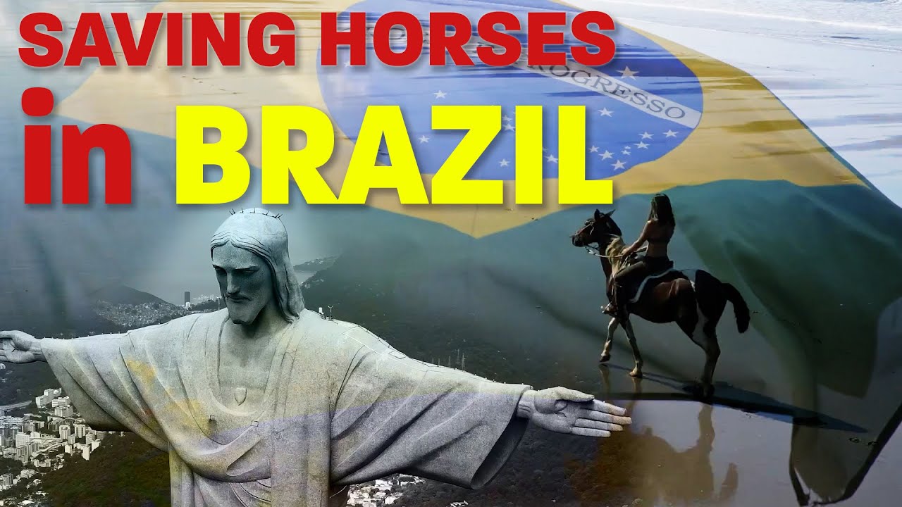 Saving Horses in Brazil - Horse Shelter Heroes S3E42