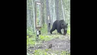 will the bear see the mirror? part 1
