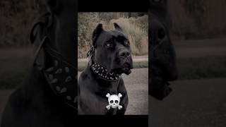 Dogs transformations ☠️ Pitbull, rottweiler, cane corso#dogs #transformation #phonkedit