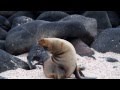 Hilarious sea lion plays with a stick!