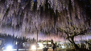 幻想的な薄紫のカーテン　白毫寺で「九尺藤」見ごろ