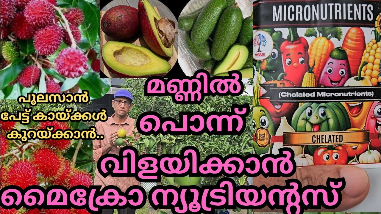 മൈക്രോ ന്യൂട്രിയൻ്റ് മണ്ണിൽ കൊടുത്താലുള്ള പ്രയോജനങ്ങൾ