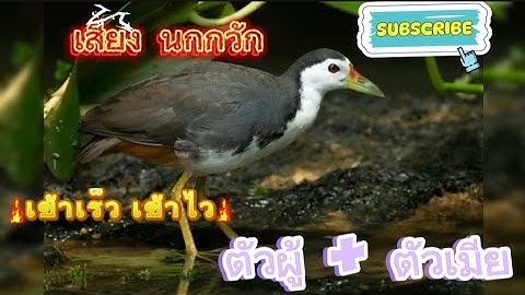 เสียงต่อ นกกวัก ตัวผู้ + ตัวเมีย เข้าเร็ว เข้าไว