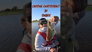 Casting Chatterbait Catching Bass in Timber #bassfishing #fishing #kayak #kayakfishing #shorts #fyp