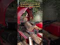 Satisfying Wood Processing: Fastest Log Splitter You’ve Ever Seen? 🪵🔥