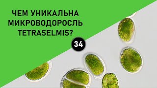 ЧЕМ УНИКАЛЬНА МИКРОВОДОРОСЛЬ TETRASELMIS?