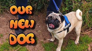 Our New Dog - Hugo The Pug by Nicxx2 399 views 2 years ago 1 minute, 57 seconds