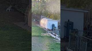 Neighborhood Friendly Fox
