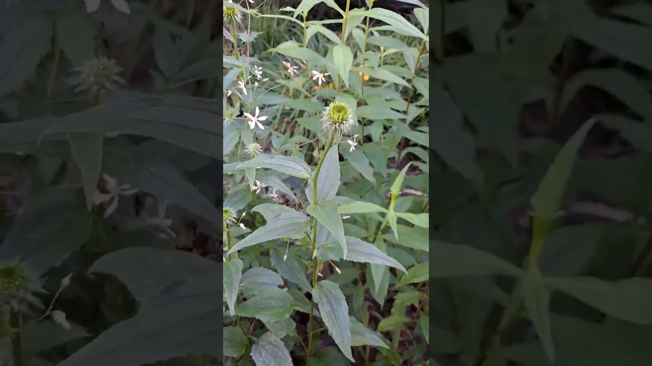 Nature Shorts:  Echinacea purpurea (purple coneflower)  