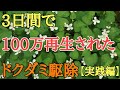 【雑草対策】除草剤は必要なし今回は2種類の方法で庭のドクダミを生えなくします。