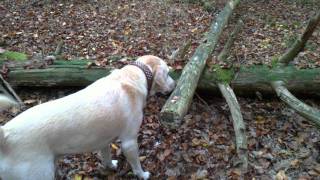 05112011 Sam Nasenarbeit